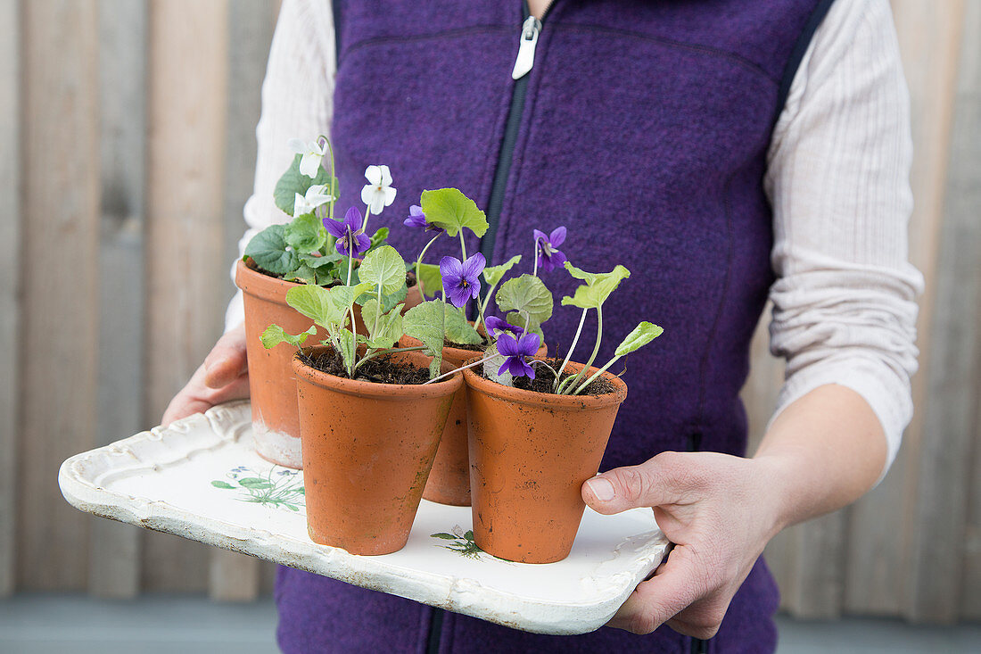 Violets in terracotta pots