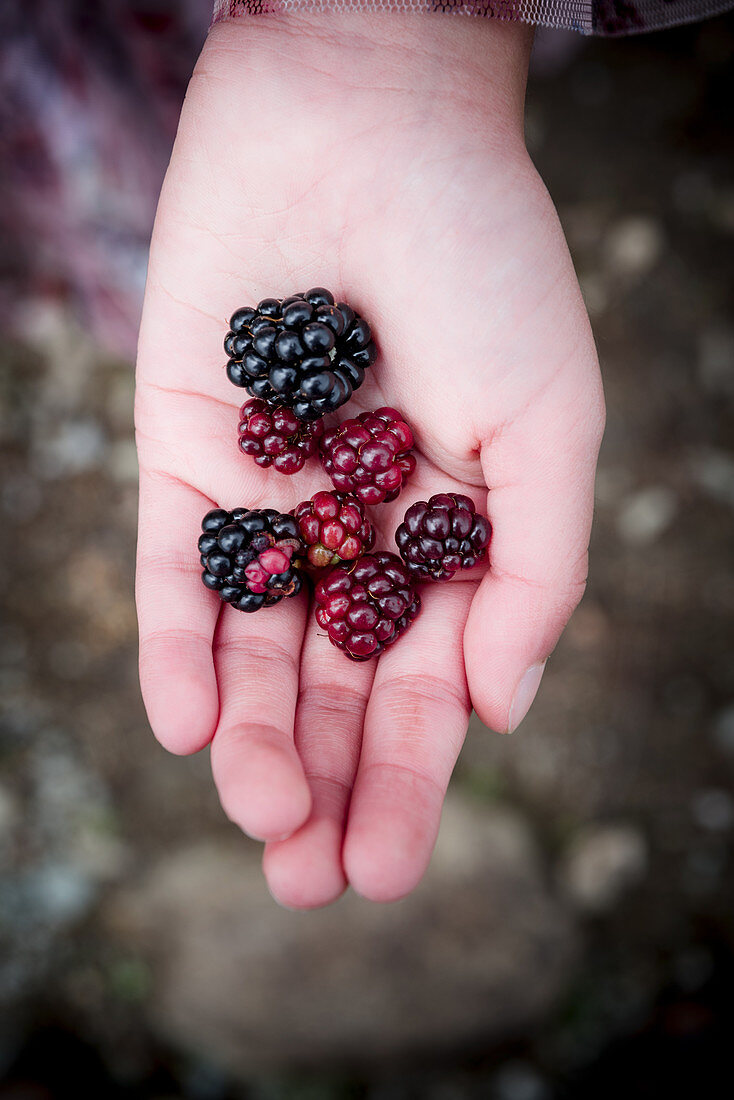 A hand holding berries