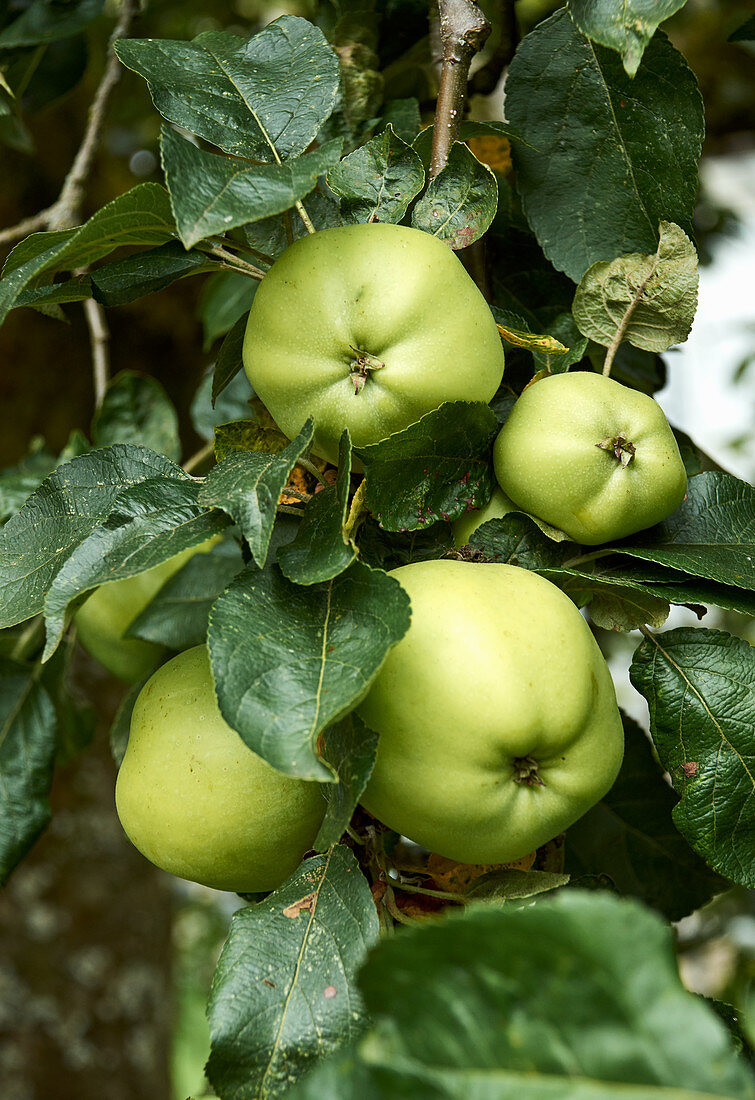 Grüne Äpfel am Baum