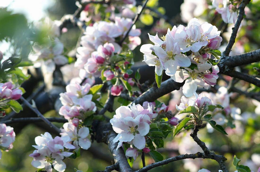 Apple blossom on the tree