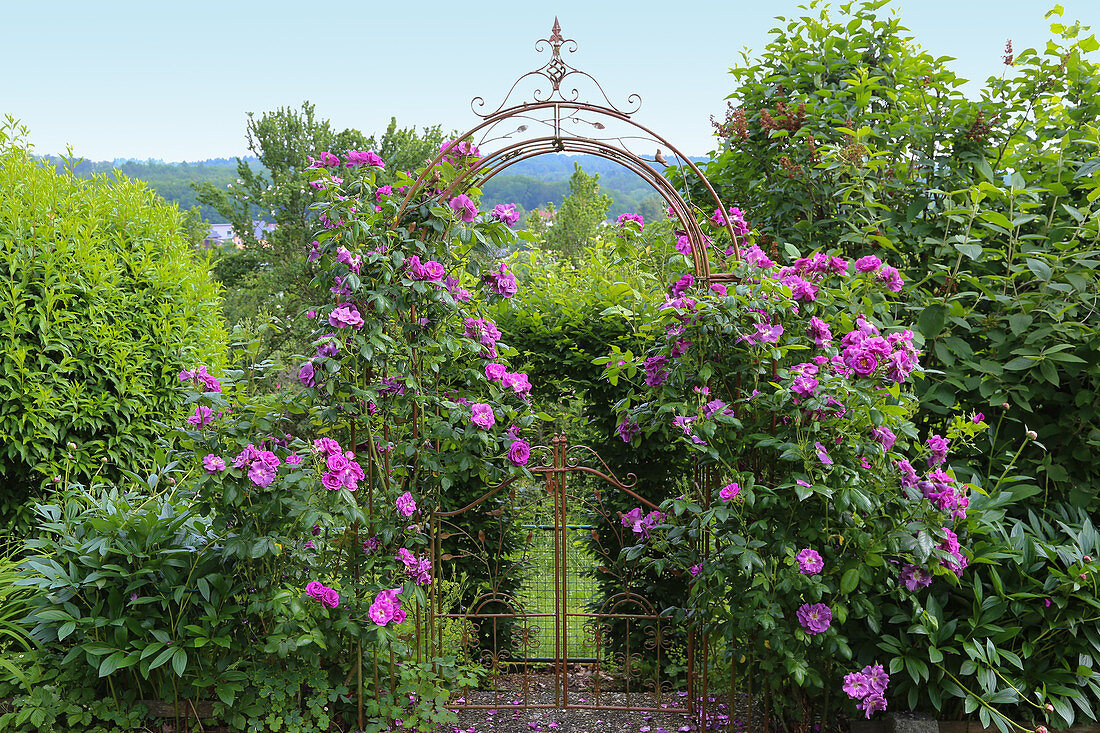 Blooming rose gallica 'Officinalis' on the rose arch with garden gate