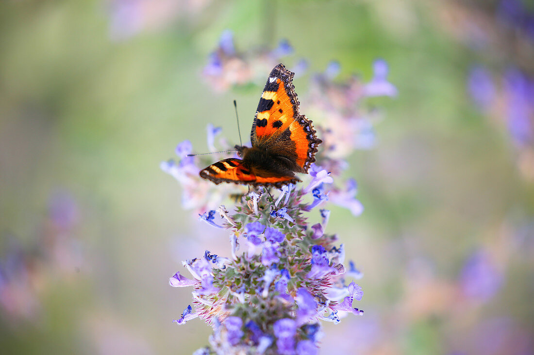 Schmetterling 'Kleiner Fuchs' an Blüte