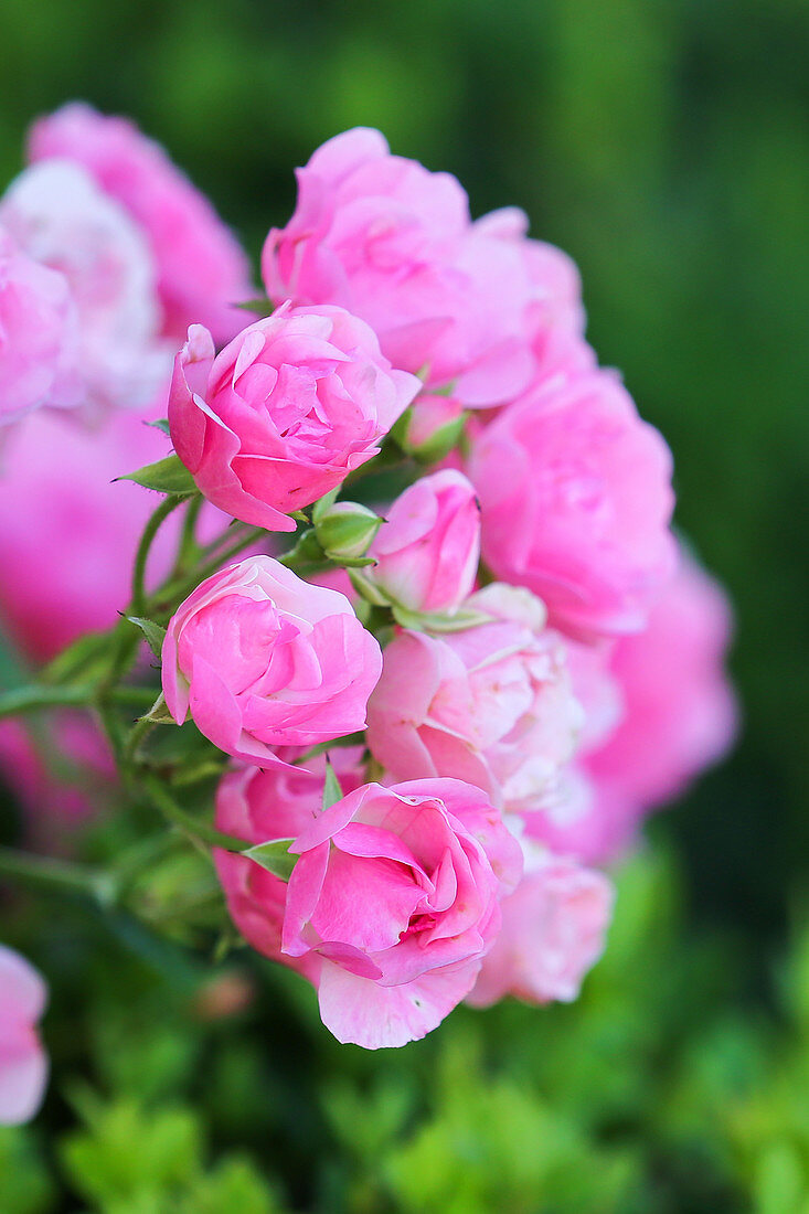 Blüten von Rose 'Bayernland'