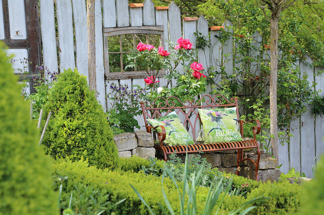 Garden bench in front of blooming woody peony on a dry stone wall