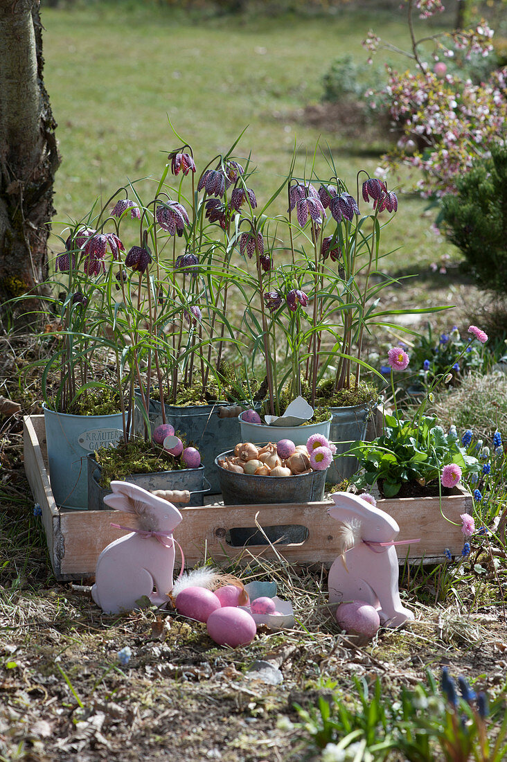 Schachbrettblumen in Blechtöpfen auf Holztablett, Tausendschön, Steckzwiebeln, Osterhasen und Ostereier