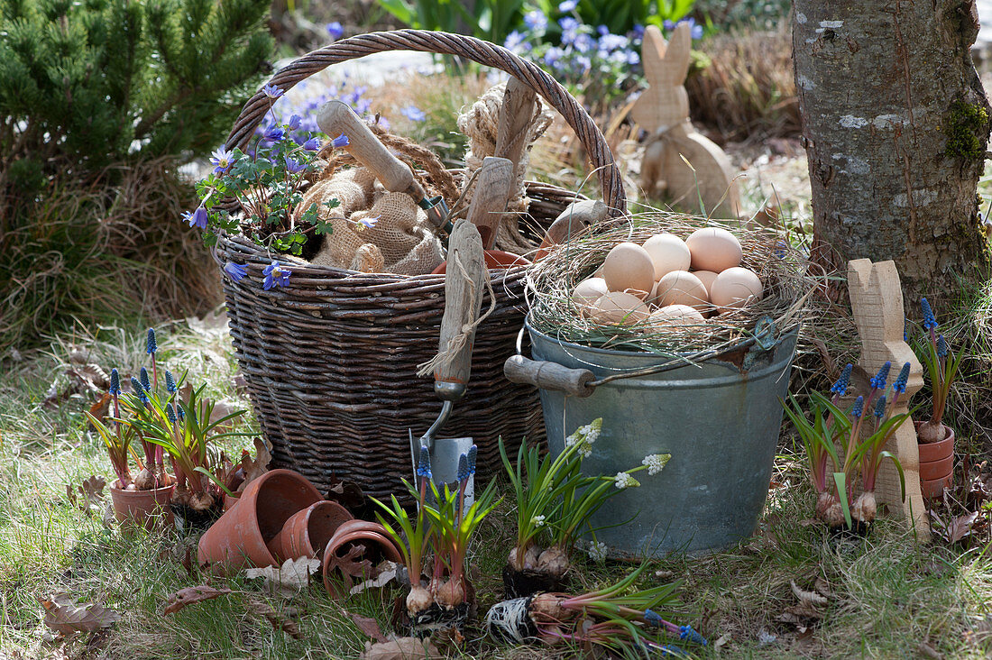 Grape hyacinths and ray anemones for planting, basket with utensils and zinc buckets as an Easter basket with Easter eggs, Easter bunnies