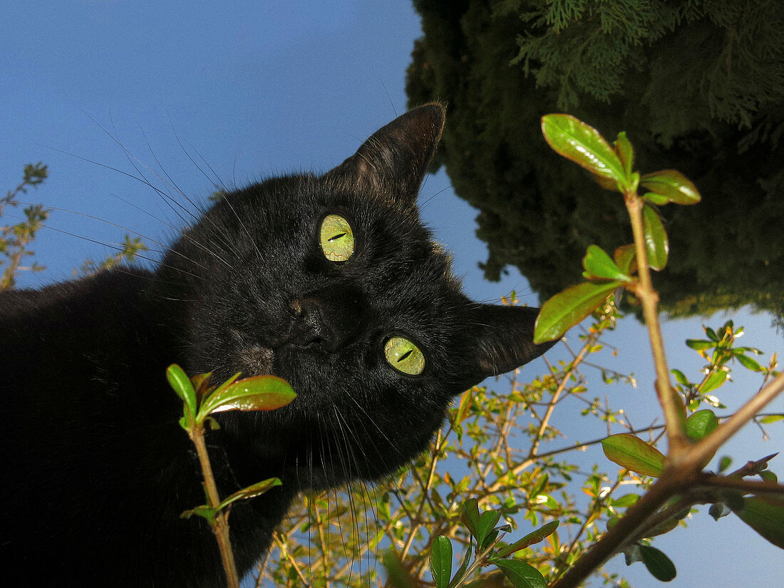 Portrait curious black cat from below