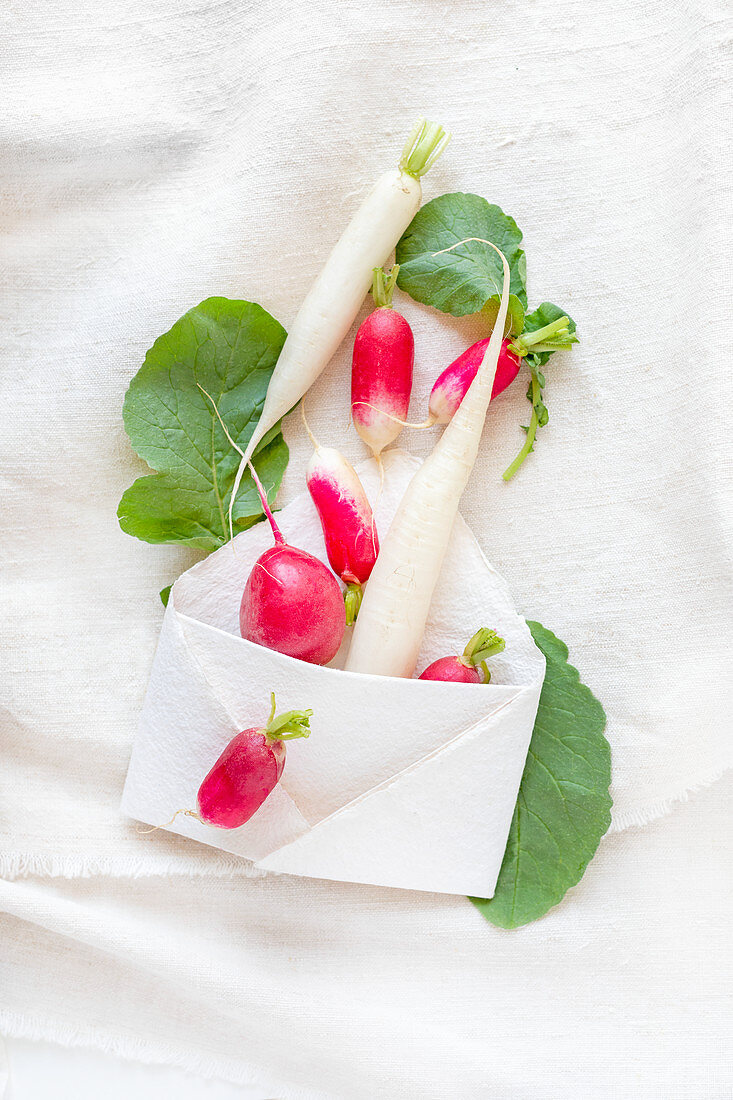 Fresh radishes, red and white