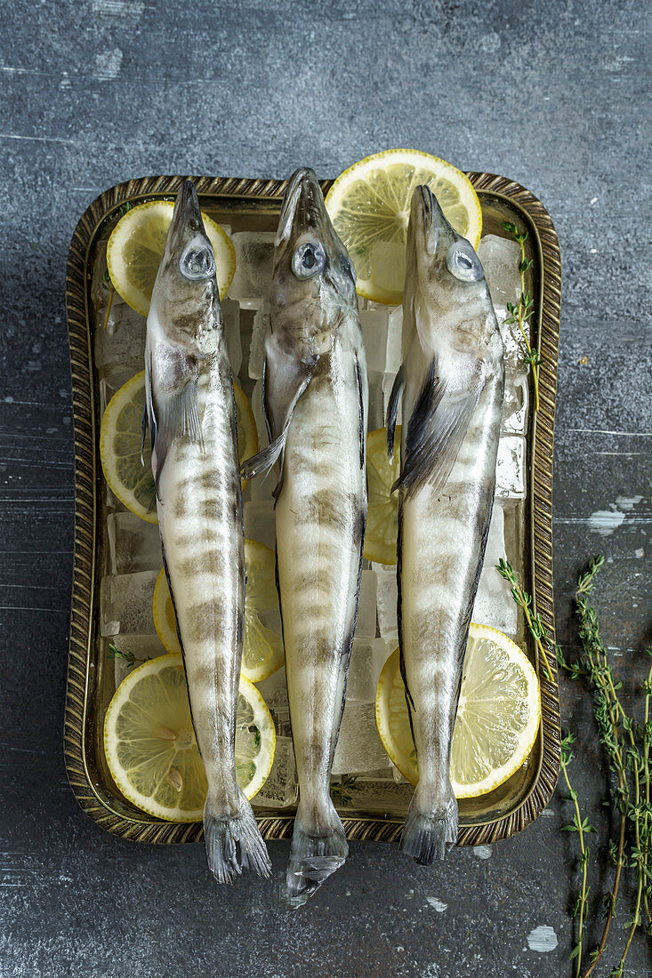 Rohe Makrelen-Eisfische mit Zitronenscheiben und Eiswürfeln in einer Schale