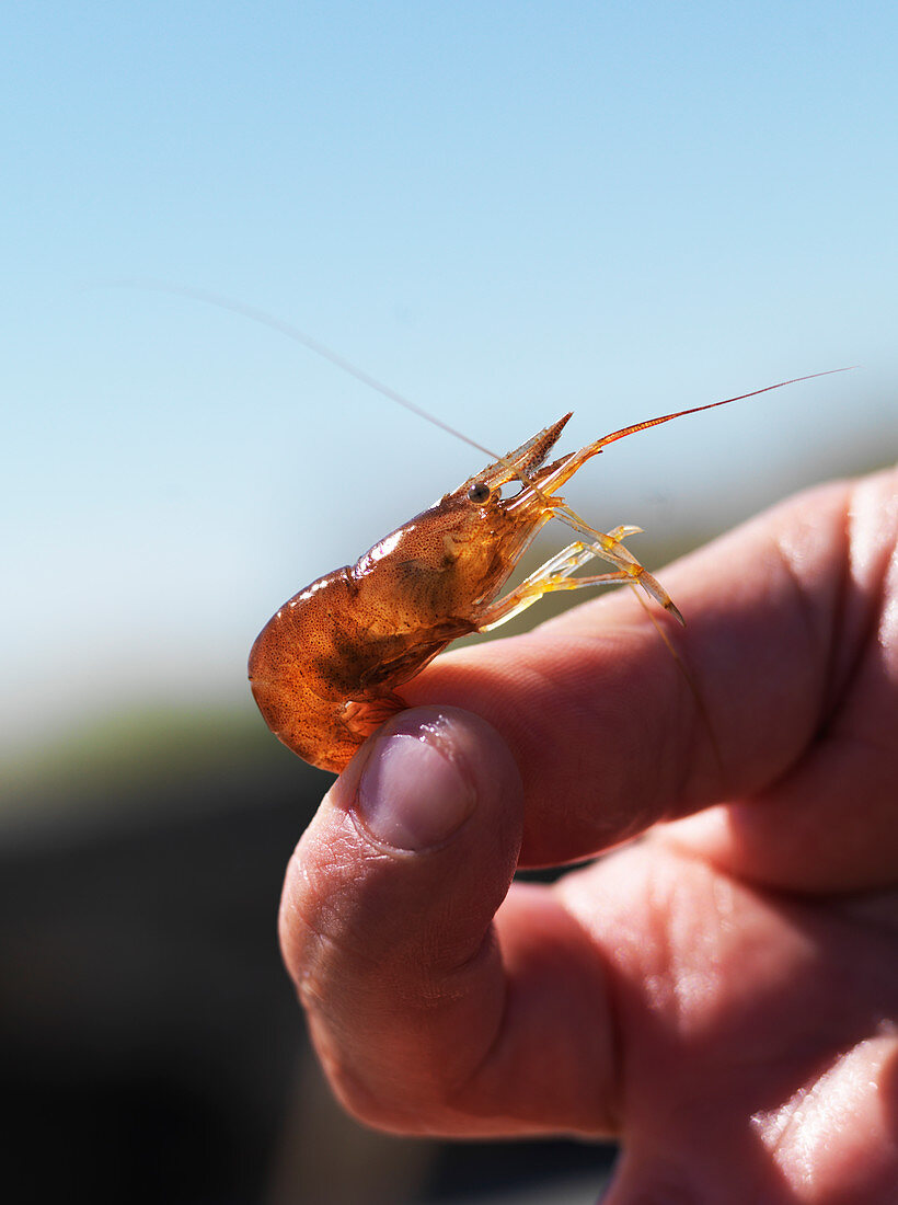 A live shrimp on a hand – License Images – 13255132 ❘ StockFood