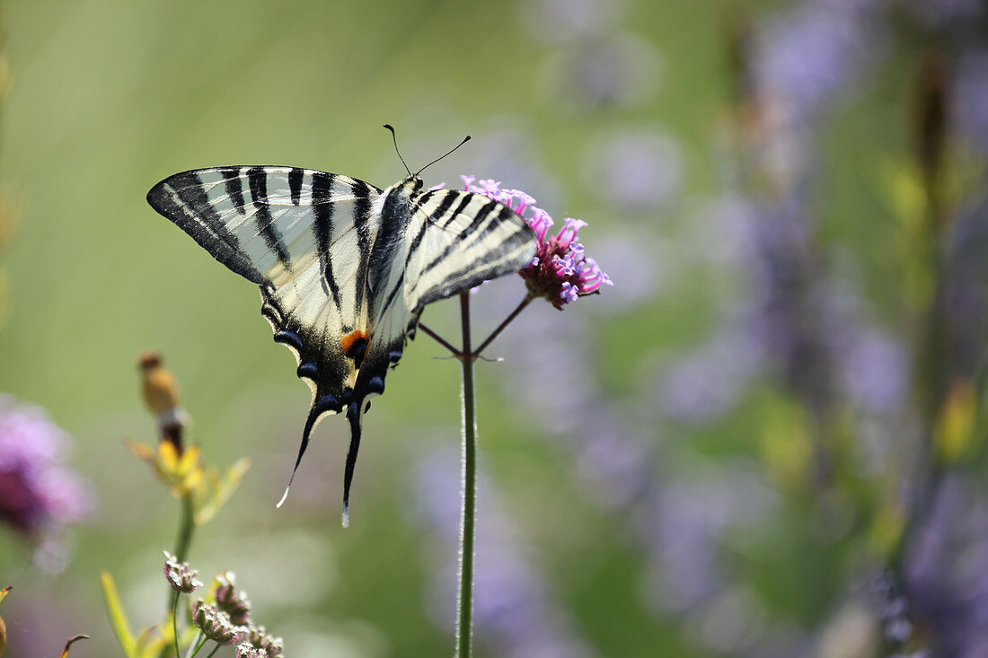 Segelfalter an Blüte von Verbene