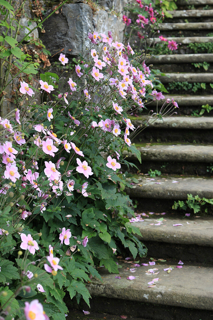 Blühende Herbstanemone neben Treppe