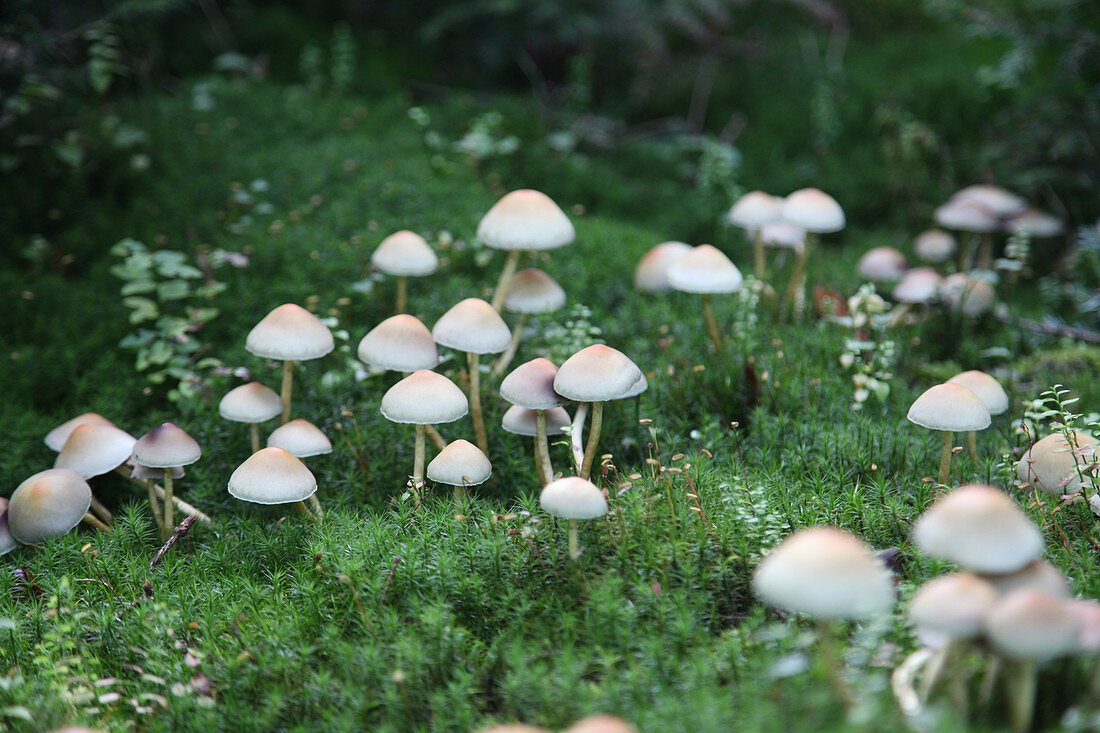 Bonnet mushrooms growing on bed of moss