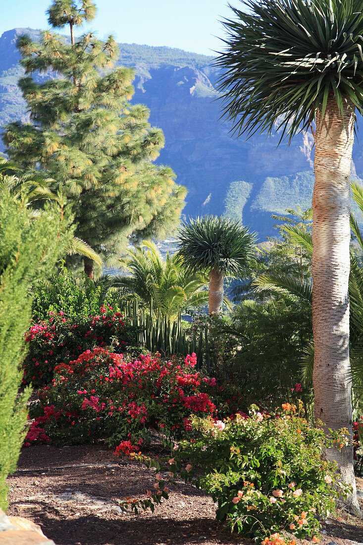 Mediterraner Garten mit Palmen, Azaleen und Kiefer