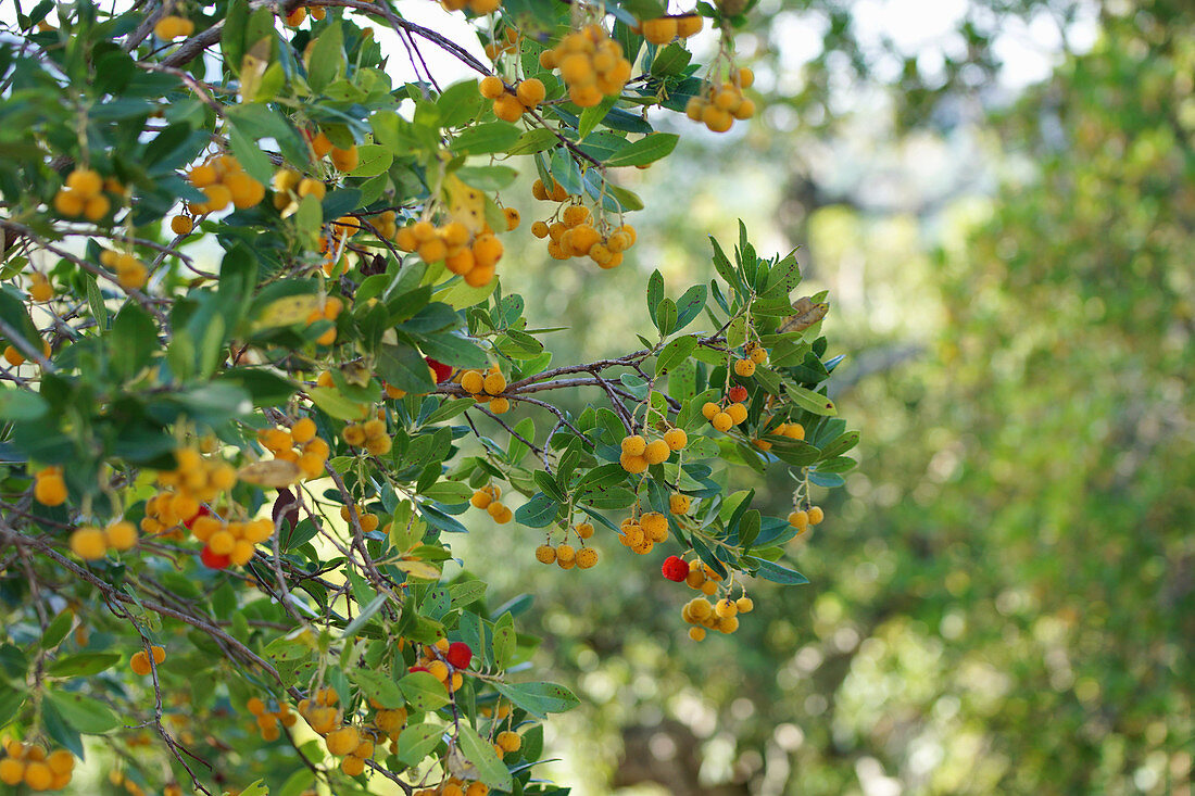 Yellow and red fruits on strawberry tree