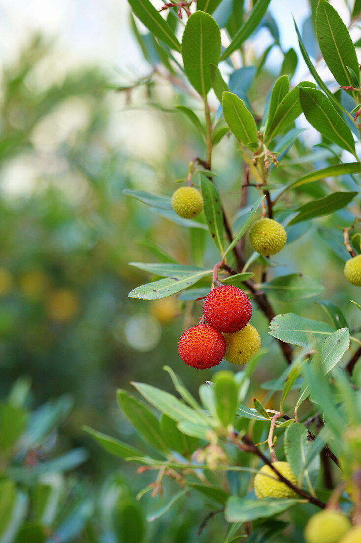 Yellow and red fruits on strawberry tree