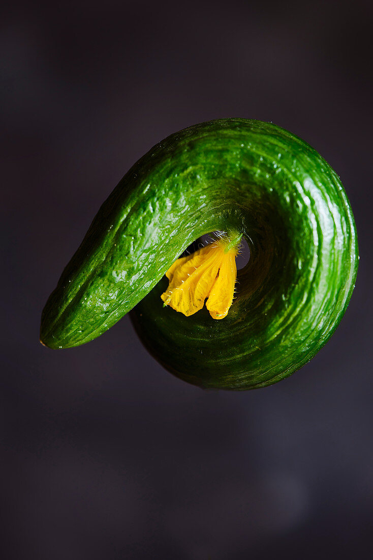 Round curved cucumber with a flower against a dark background
