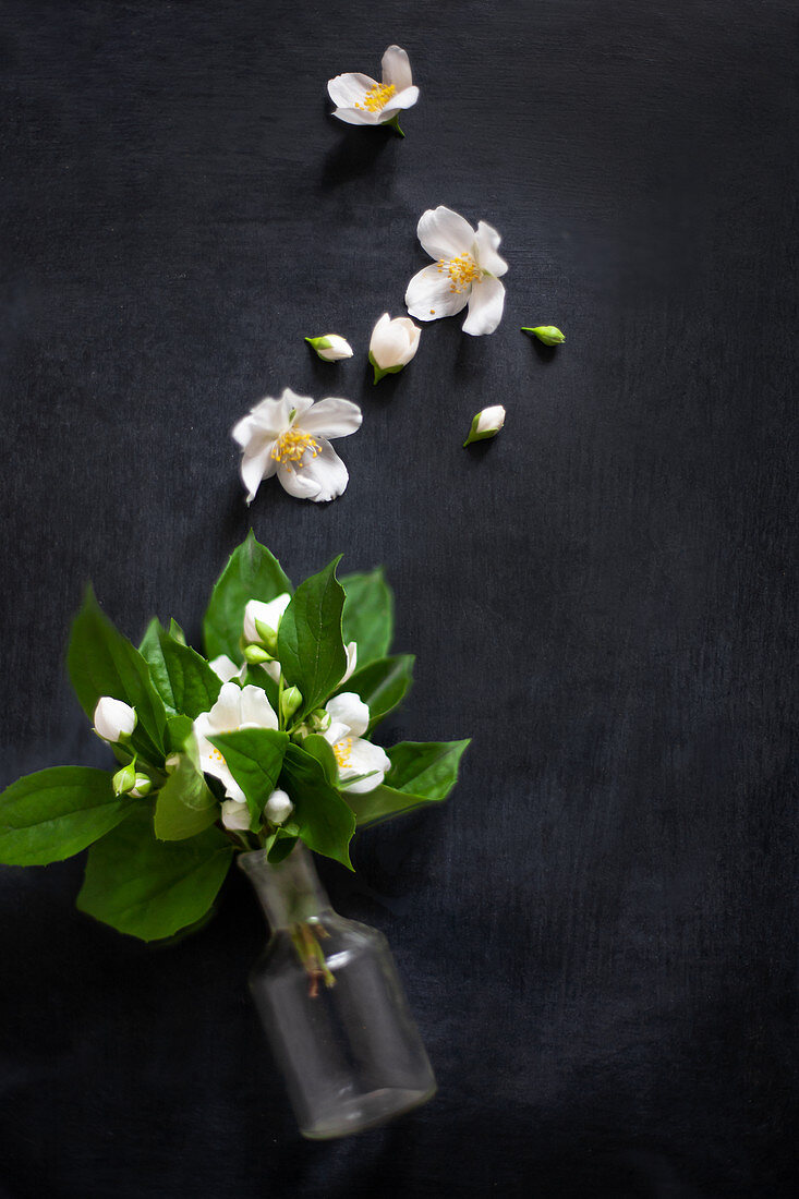 Fragrant posy of mock orange