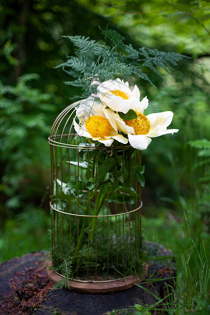 Blüten von Pfingstrose 'Claire de Lune' mit Zierspargel in Drahtkäfig gesteckt