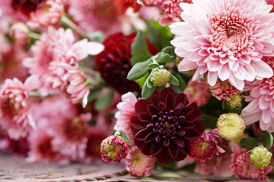 Lying autumn bouquet of chrysanthemums and dahlias