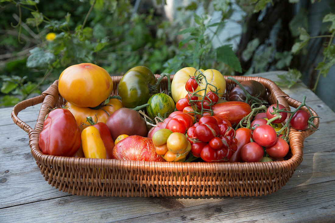 Different types of tomatoes in basket bowl