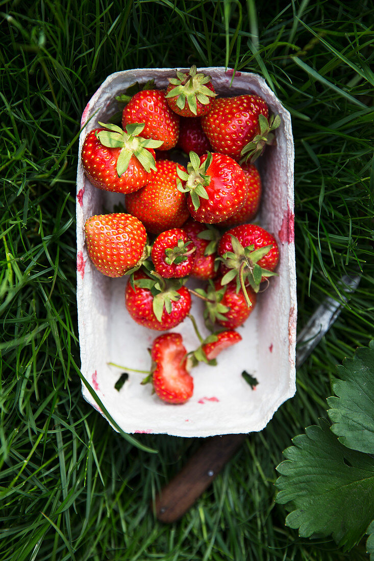Frisch geerntete Erdbeeren im Pappschälchen im Gras