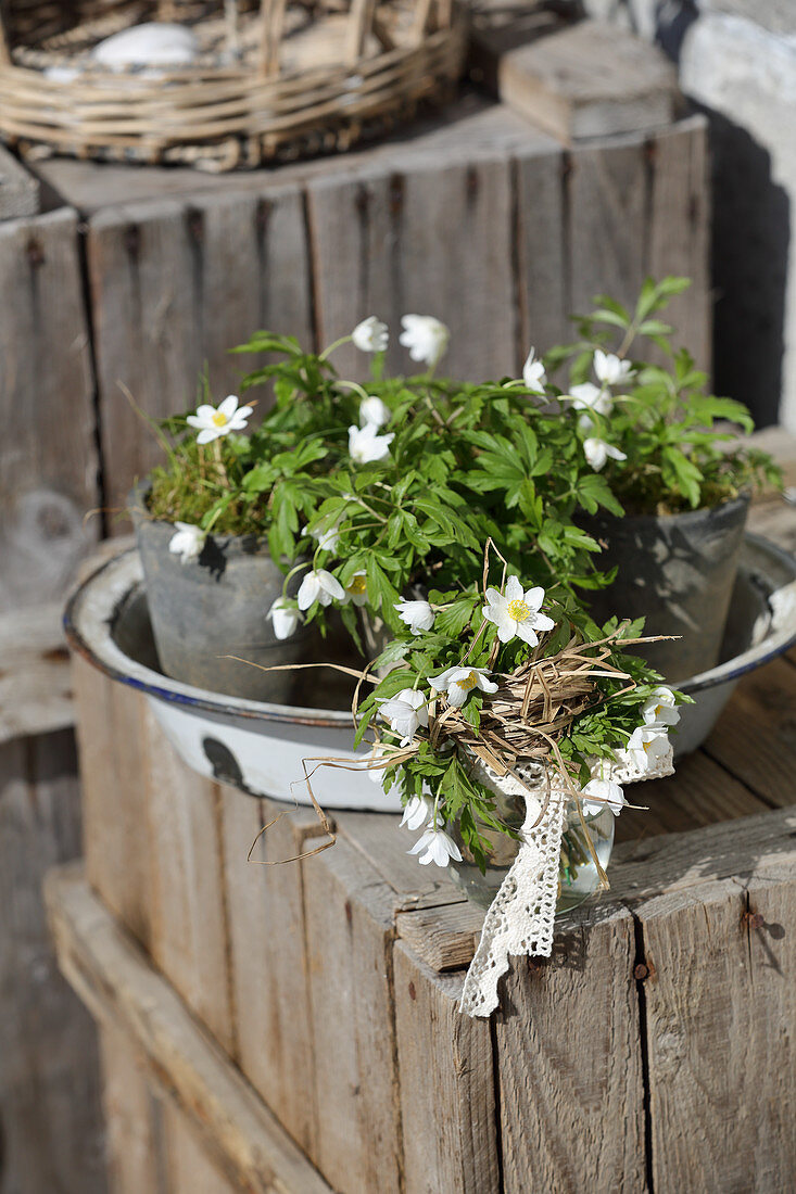 Anemones in pots as heralds of spring, bouquets with grass cuff and lace ribbon