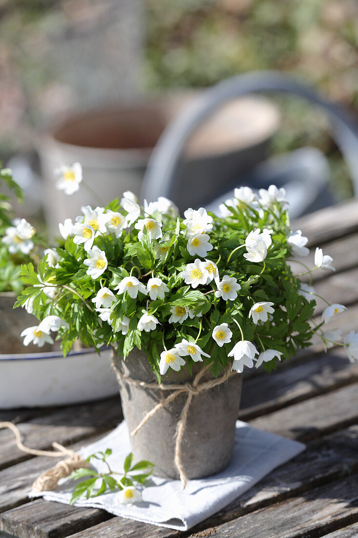 Wood anemone in a pot – License image – 13256222 ❘ Image Professionals