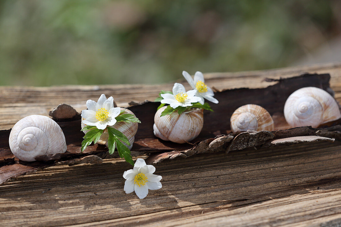 Wood anemone flowers in empty snail shells