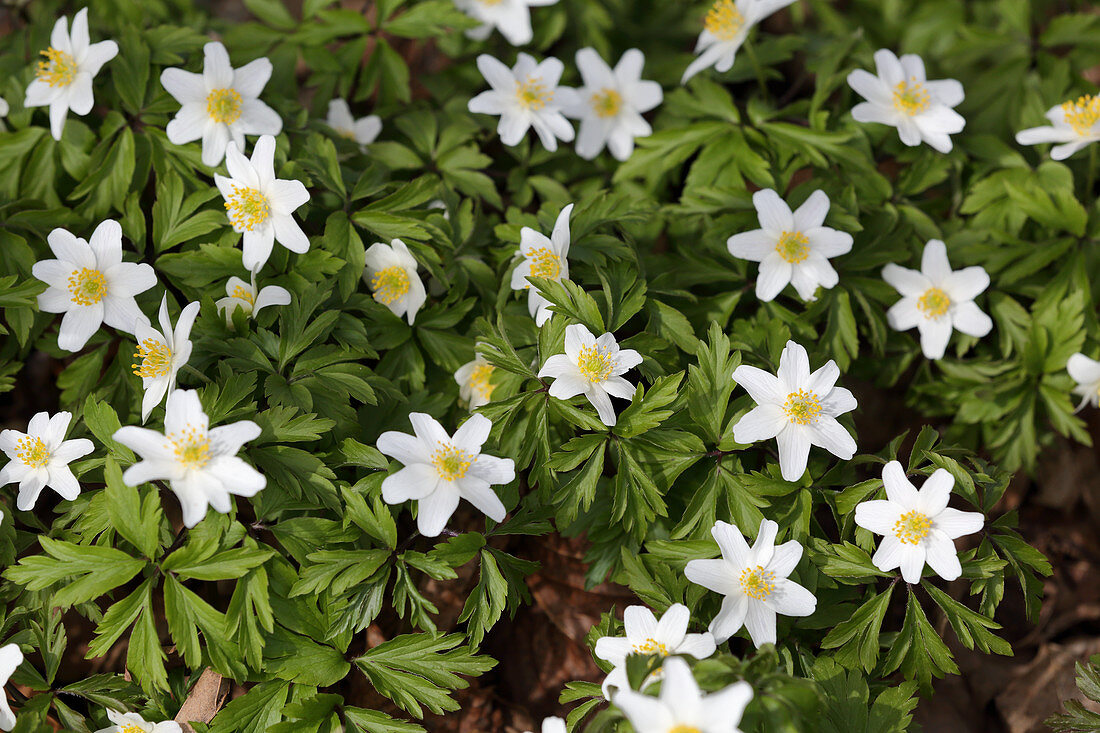 Wood anemones