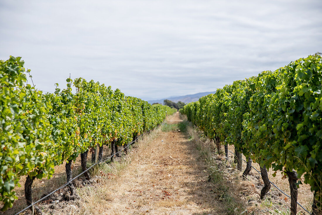 A long row of vines in a wine-growing region