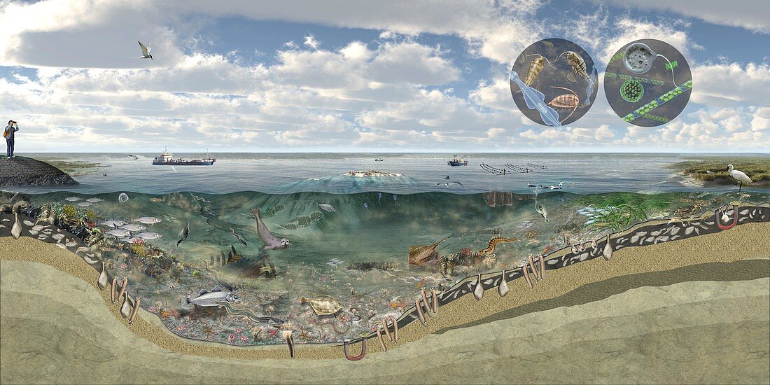 Intertidal ecosystem, illustration