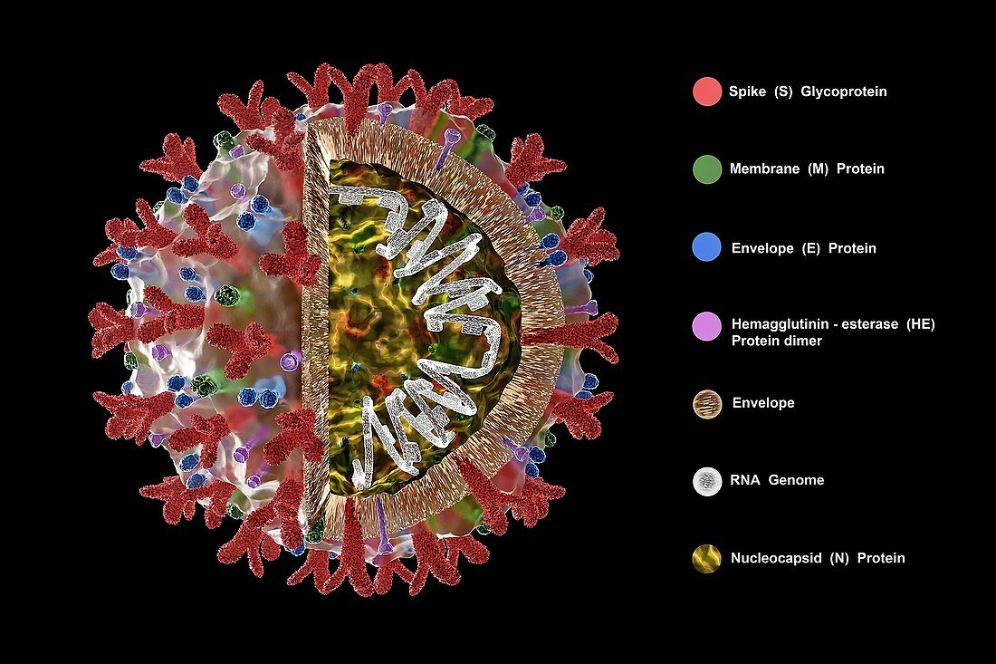 Covid-19 coronavirus particle, illustration