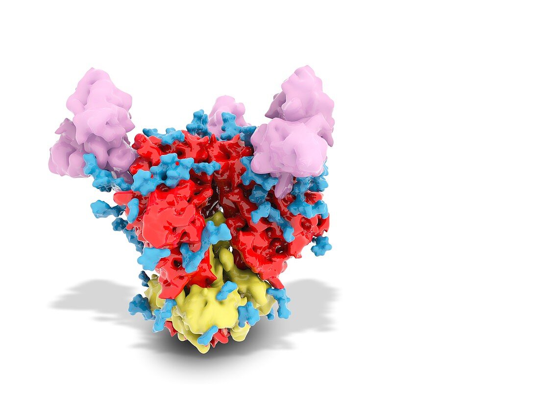 HIV envelope protein, molecular model