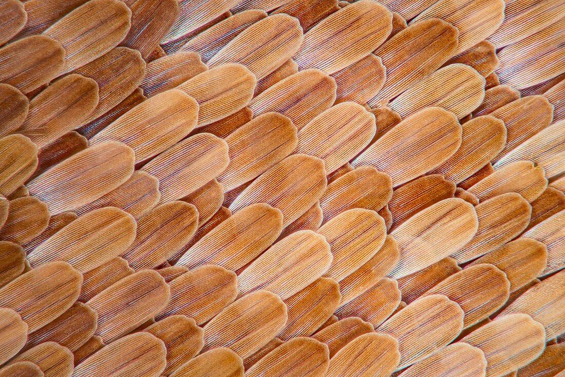 Oleander hawk moth wing scales, light micrograph
