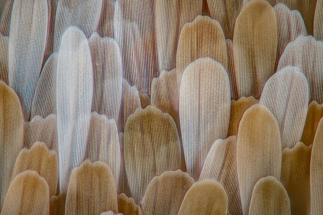 Oleander hawk moth wing scales, light micrograph