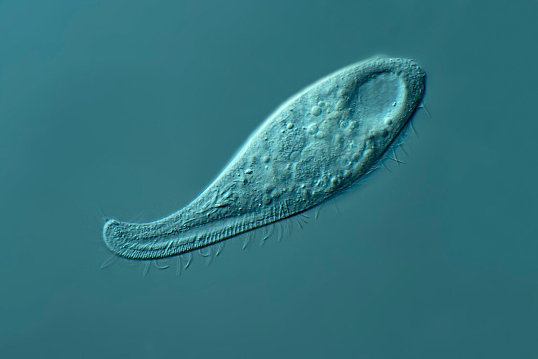 Litonotus ciliate, light micrograph