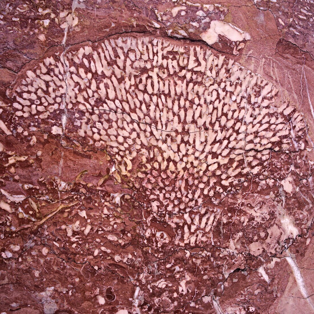 Fossil coral