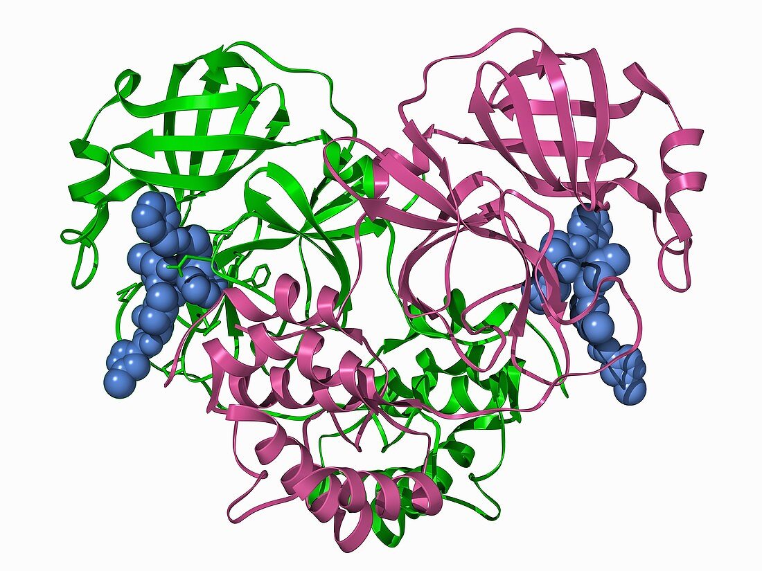 Coronavirus protease complex, illustration