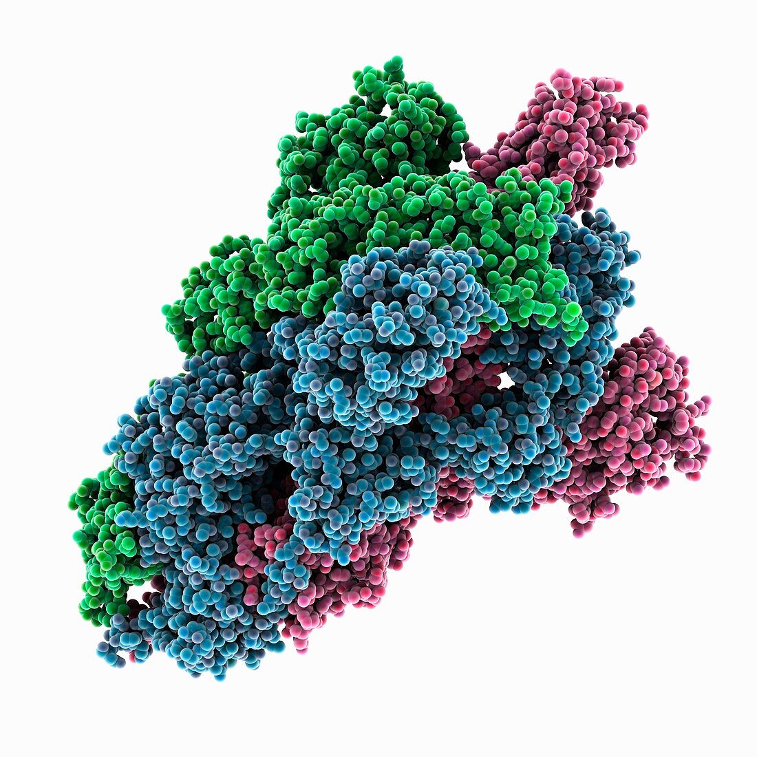 Coronavirus spike protein, illustration