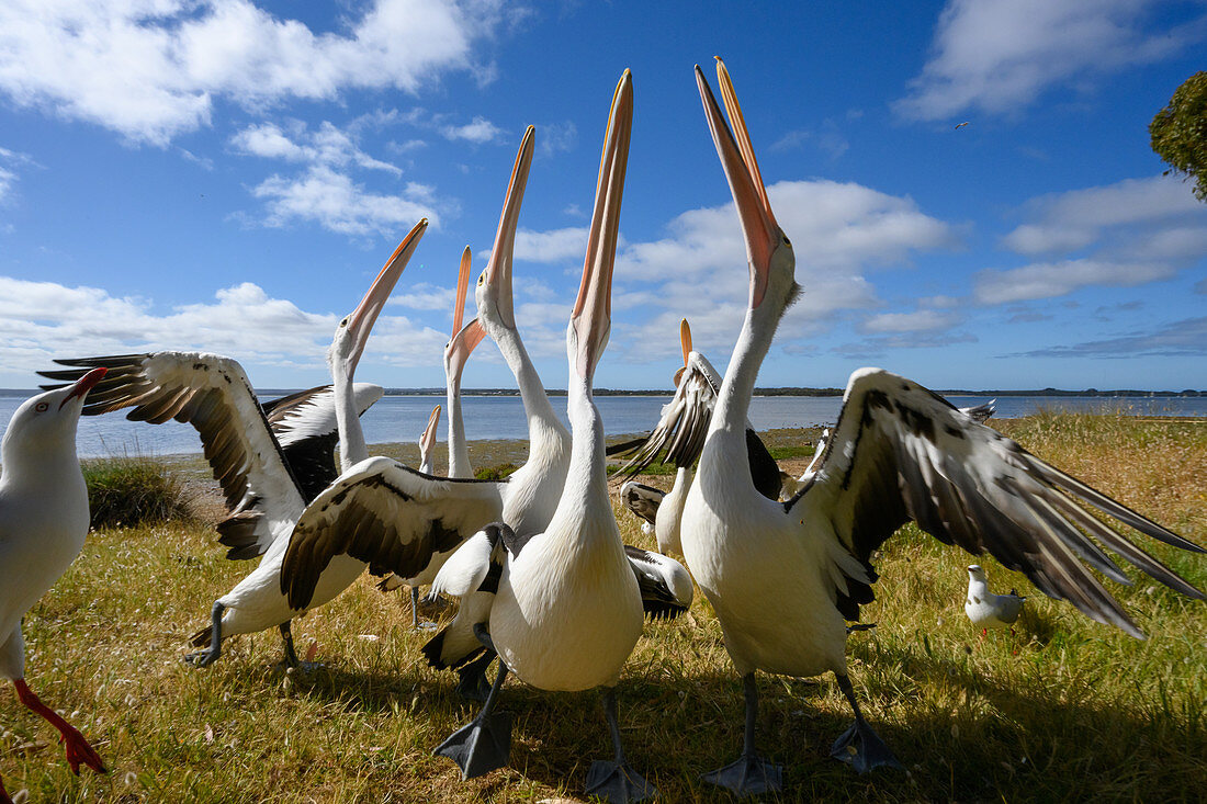 Australian pelicans