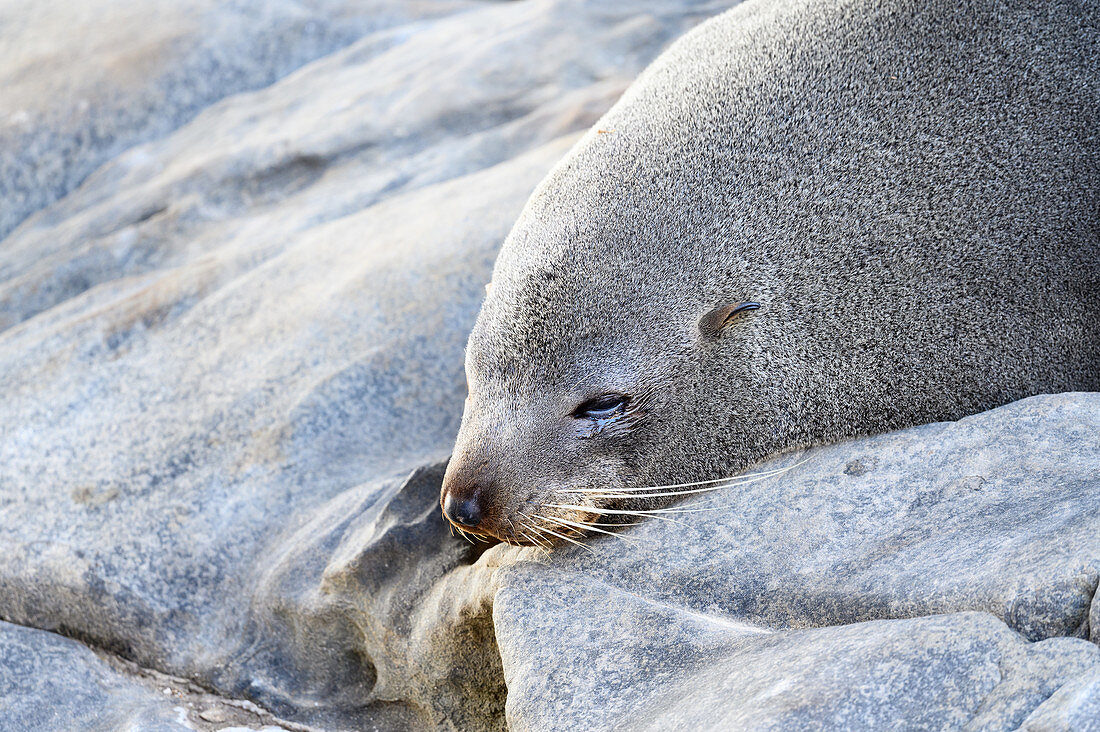 Long-nosed fur seal