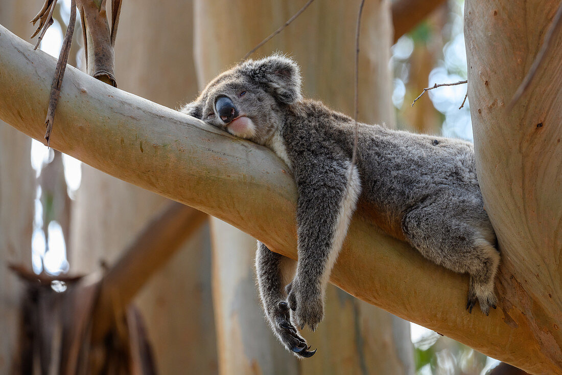 Koala resting on a branch