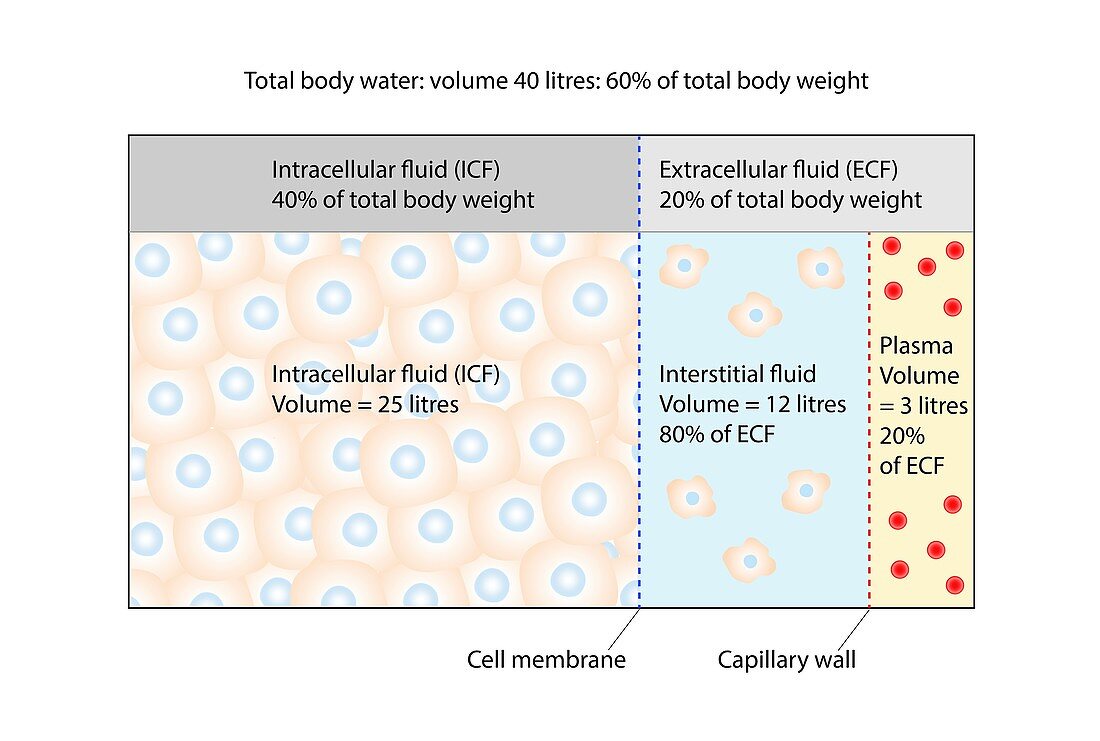 Body fluid compartments, illustration