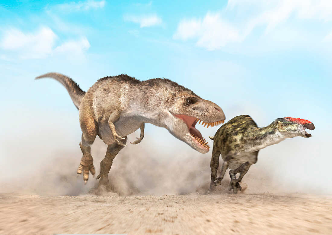 Tyrannosaurus rex dinosaur chasing prey, illustration