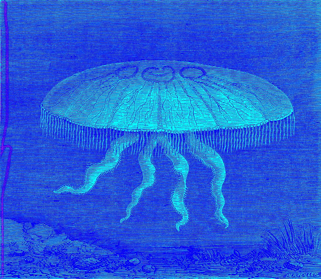 Moon jellyfish, 19th century illustration