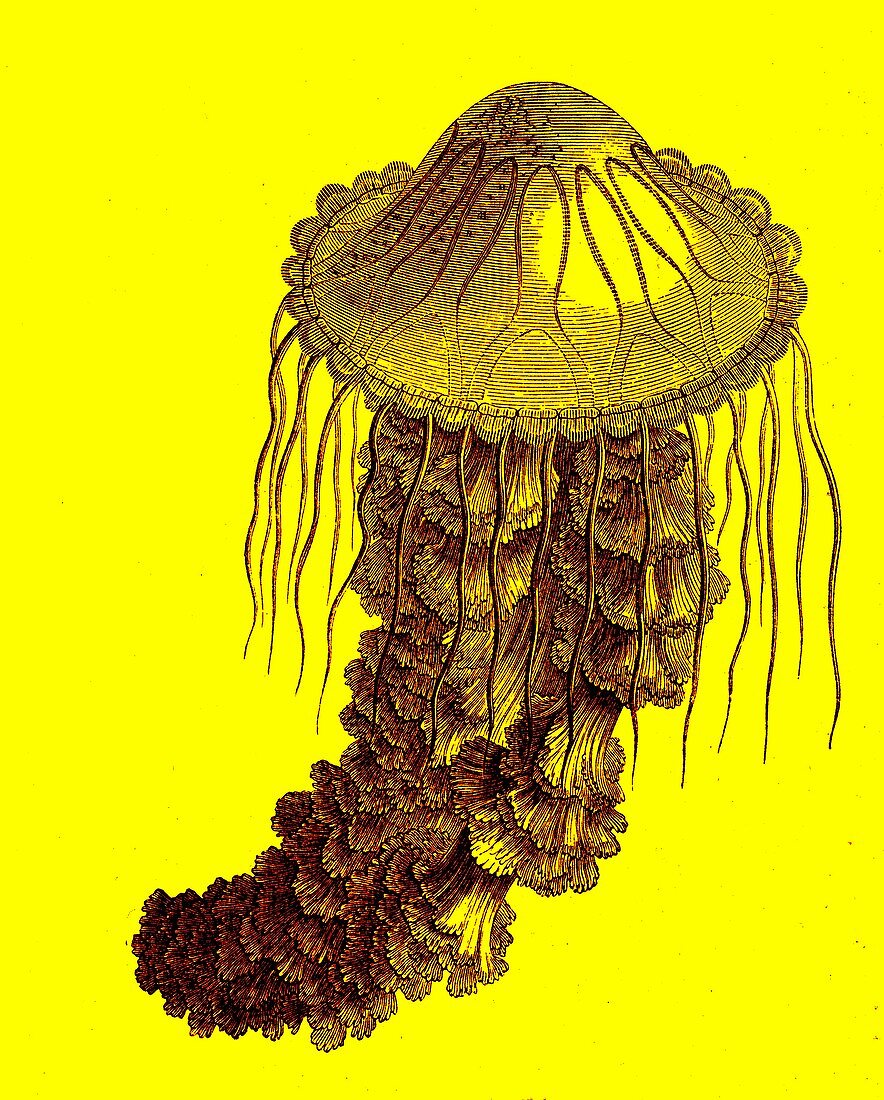 Jellyfish, 19th century illustration