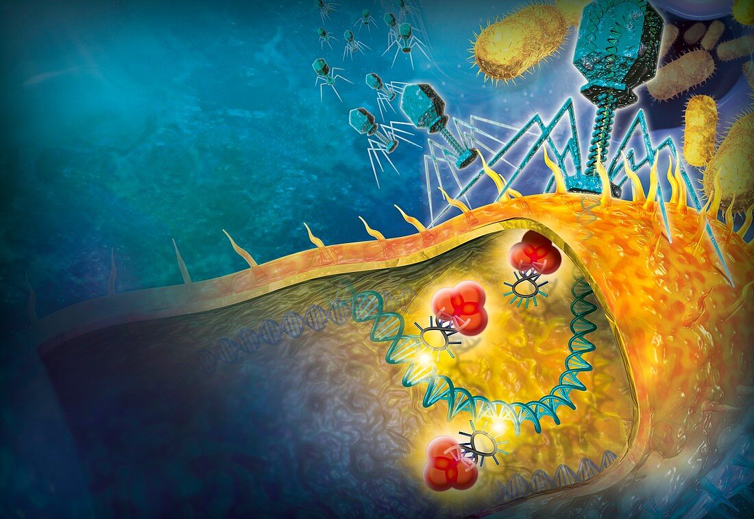 Bacteriophages attacking bacteria, illustration