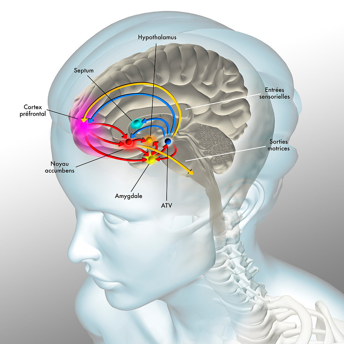 Brain reward pathway, illustration