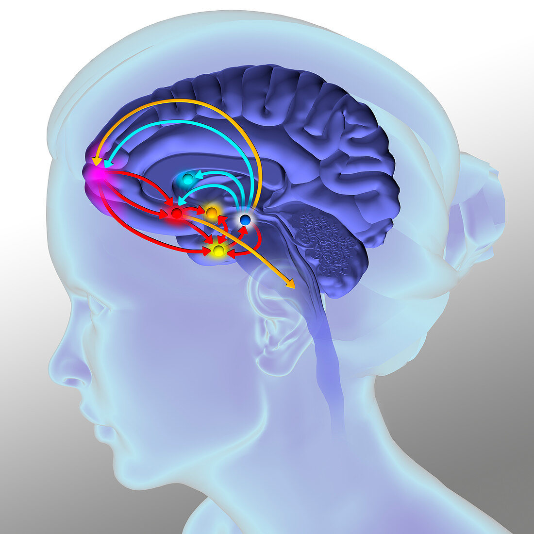 Brain reward pathway, illustration